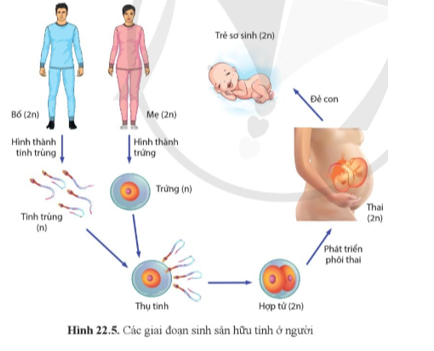 Quan sát hình 22.5, nêu tên và trình bày đặc điểm bốn giai đoạn của quá trình sinh sản ở người.  (ảnh 1)