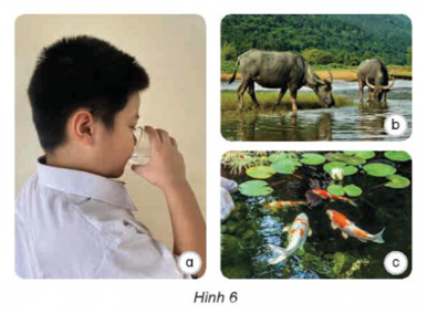 Quan sát hình 6 và cho biết vai trò của nước đối với con người, động vật và thực vật. (ảnh 1)