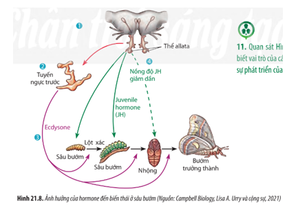 Quan sát Hình 21.8, hãy cho biết vai trò của các hormone trong sự phát triển của sâu bướm. (ảnh 1)
