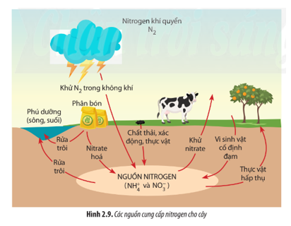 Quan sát Hình 2.9 và cho biết nguồn nitrogen cung cấp cho cây được tạo ra từ những hoạt động nào. (ảnh 1)