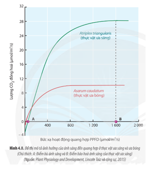 Quan sát Hình 4.8, hãy cho biết ánh sáng ảnh hưởng như thế nào đến quá trình quang hợp ở cây ưa sáng và cây ưa bóng.    (ảnh 1)