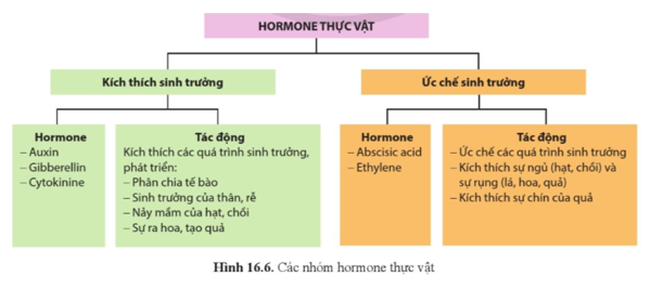 Quan sát hình 16.6 và cho biết hormone thực vật gồm những nhóm nào. Sự phân chia các nhóm hormone này dựa trên căn cứ nào? Quan sát hình 16.6 và cho biết hormone thực vật gồm những nhóm nào. Sự phân chia các nhóm hormone này dựa trên căn cứ nào?  (ảnh 1)