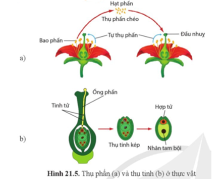 Quan sát hình 21.5, mô tả sự phát tán của hạt phấn đến đầu nhụy. (ảnh 1)