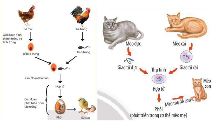 Vẽ sơ đồ quá trình sinh sản hữu tính thể hiện được bốn giai đoạn ở một loài động vật mà em biết.  (ảnh 1)