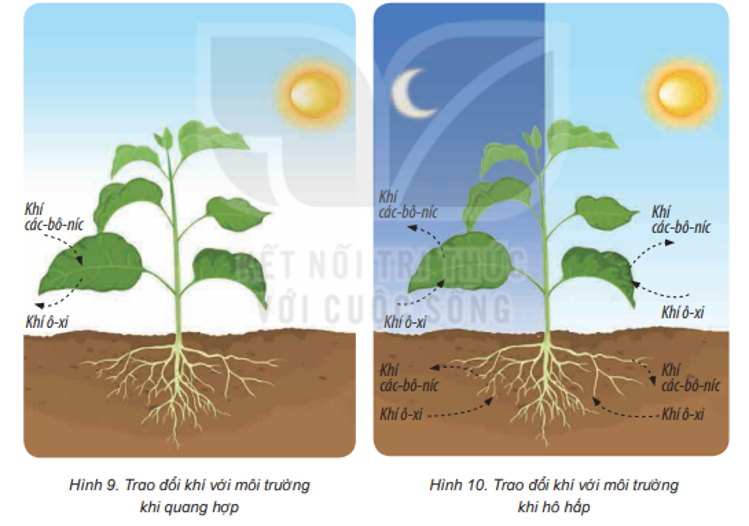 Vẽ sơ đồ mô tả sự trao đổi khí với môi trường khi thực vật tiến hành quang hợp. Vẽ sơ đồ mô tả sự trao đổi khí với môi trường khi thực vật tiến hành hô hấp. (ảnh 1)