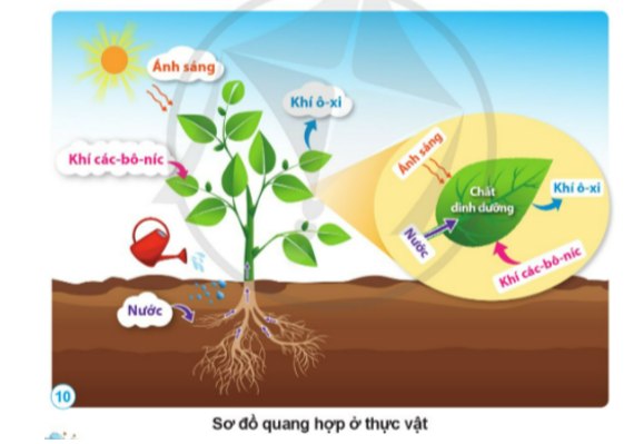 Nhờ có ánh sáng, thực vật đã sử dụng những gì để tạo thành chất dinh dưỡng và thải ra khí ô-xi? Qúa trình đó được gọi là gì?   (ảnh 1)