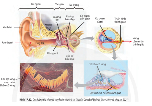 Quan sát Hình 17.12, hãy trình bày con đường thu nhận và truyền tín hiệu âm thanh ở tai. Nếu màng nhĩ bị tổn thương sẽ ảnh hưởng như thế nào đến sự thu nhận và truyền âm thanh ở tai?  (ảnh 1)