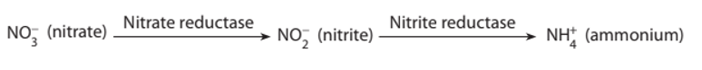 Khi được hấp thụ vào trong cây, các dạng nitrogen được chuyển hóa như thế nào? (ảnh 1)