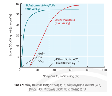 Quan sát Hình 4.9, hãy phân tích sự ảnh hưởng của nồng độ CO2 đến quá trình quang hợp ở thực vật C3 và C4.  (ảnh 1)