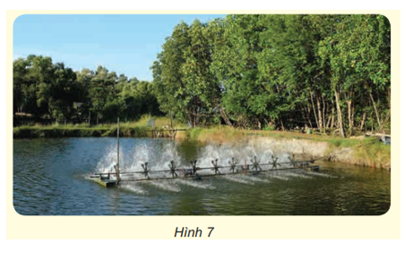 Giải thích được vì sao ở đầm nuôi tôm cá người ta thường có hệ thống sục không khí vào nước (Hình 7).   (ảnh 1)