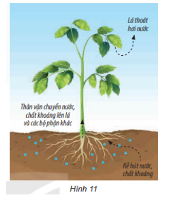Quan sát hình 11, mô tả sự trao đổi nước, chất khoáng của thực vật với môi trường. (ảnh 1)