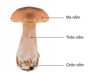 Nhận biết được các bộ phận của một số nấm. (ảnh 1)