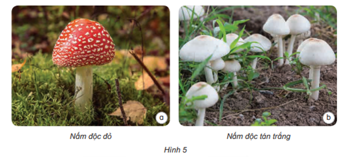 Quan sát hình 5 về một số nấm độc, mô tả hình dạng, màu sắc, nơi sống của chúng. (ảnh 1)