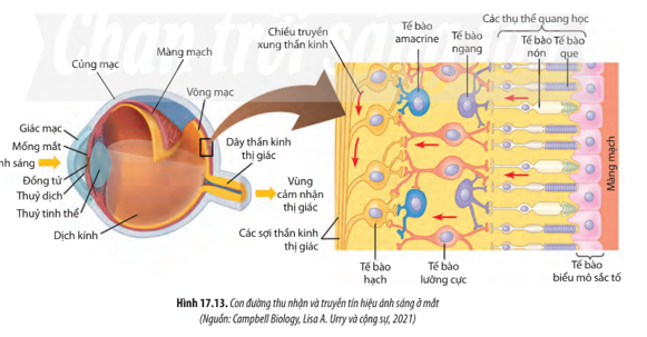 Quan sát hình 17.13, hãy trình bày con đường thu nhận và truyền tín hiệu ánh sáng ở mắt. (ảnh 1)