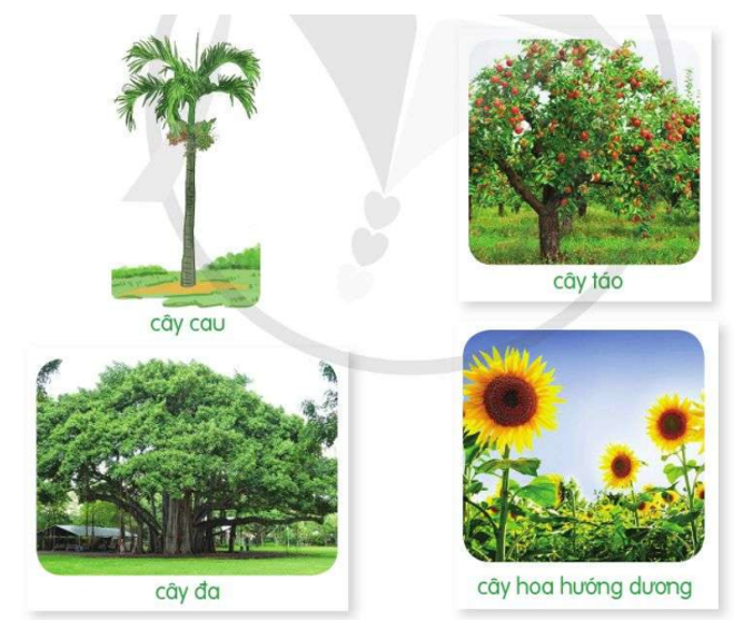 Viết một đoạn văn ngắn (4 – 5 câu) tả cây cối, trong đó có hình ảnh nhân hóa. (ảnh 1)