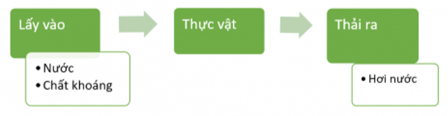 Vẽ và chia sẻ với bạn sơ đồ thể hiện sự trao đổi nước và chất khoáng của thực vật với môi trường theo gợi ý sau: (ảnh 2)