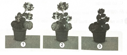 Có ba cây hoa giống nhau được trồng trong chậu và chăm sóc như nhau nhưng đặt ở ba vị trí khác nhau. Sau một thời gian hình ảnh các cây hoa như hình vẽ dưới. Quan sát hình và lựa chọn cây đặt vào ô phù hợp.    (ảnh 1)