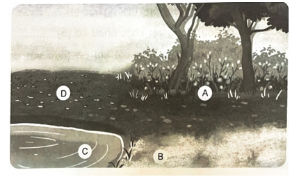 Gia đình em có một góc vườn nhỏ như hình dưới. Gia đình muốn trồng thêm một số cây ở các khu vực khác nhau trong vườn (đánh dấu A, B, C, D).   a) Hãy lựa chọn vị trí trồng (từ A đến D) phù hợp cho các cây dự định trồng gồm: (1) cây xương rồng; (2) cây hoa sen; (3) cây hoa giấy; (4) cây lá lốt. Biết rằng cây lá lốt là cây ưa bóng râm. Giải thích về sự lựa chọn của em.  b) Theo em hoạt động chăm sóc các cây trên có giống nhau không? Giải thích.  (ảnh 1)