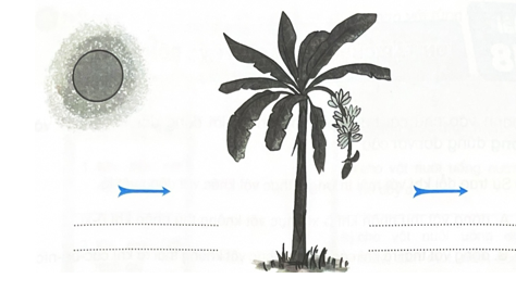 Hoàn thành sơ đồ dưới đây về sự trao đổi một số chất với môi trường của thực vật khi có ánh sáng mặt trời.   (ảnh 1)