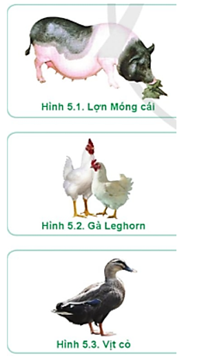 Hãy nêu những đặc điểm cơ bản của các giống vật nuôi có trong Hình 5.1 – 5.3 (ảnh 1)