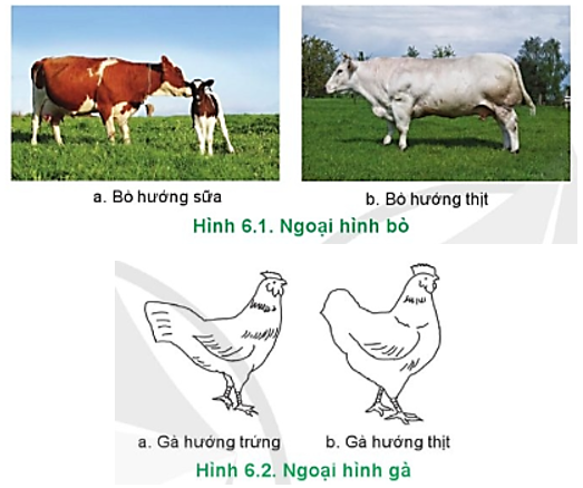Hãy mô tả ngoại hình của vật nuôi trong Hình 6.1 và 6.2 phù hợp với hướng sản xuất (ảnh 1)