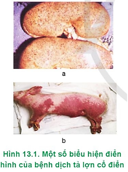 Hãy chọn biểu hiện đặc trưng của bệnh dịch tả lợn cổ điển để đặt tên cho các ảnh trong Hình 13.1. (ảnh 1)