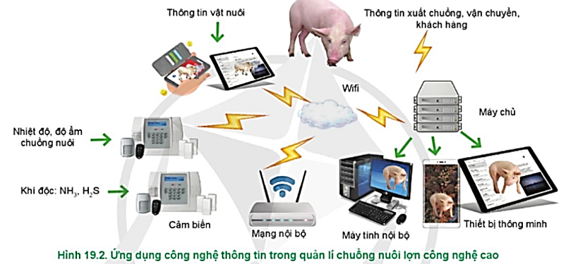 Hãy mô tả quy trình quản lí chuồng nuôi trong mô hình chăn nuôi lợn công nghệ cao ở Hình 19.2. (ảnh 1)