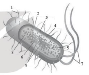 Hình bên mô tả cấu tạo của một tế bào vi khuẩn (ảnh 1)