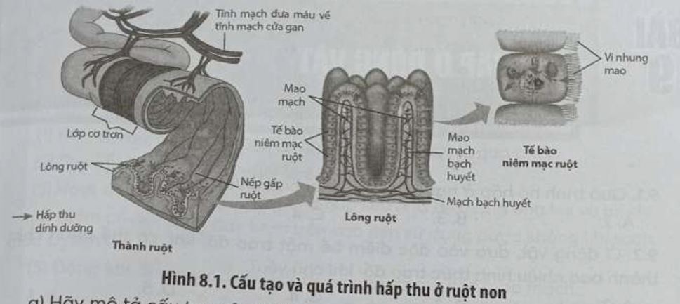 Hãy mô tả cấu tạo của ruột non (ảnh 1)
