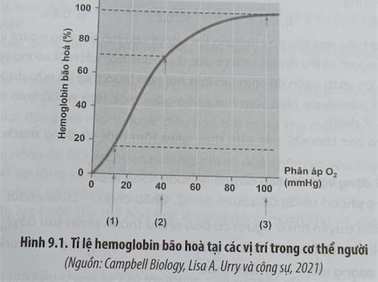 Hình 9.1 mô tả đường cong biểu diễn tỉ lệ hemoglobin bão hoà thể hiện khả năng kết (ảnh 1)