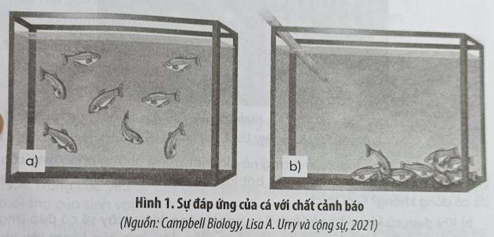 Người ta tiến hành một thí nghiệm (Hình 1) như sau: Thả một đàn cá vào trong bể (ảnh 1)