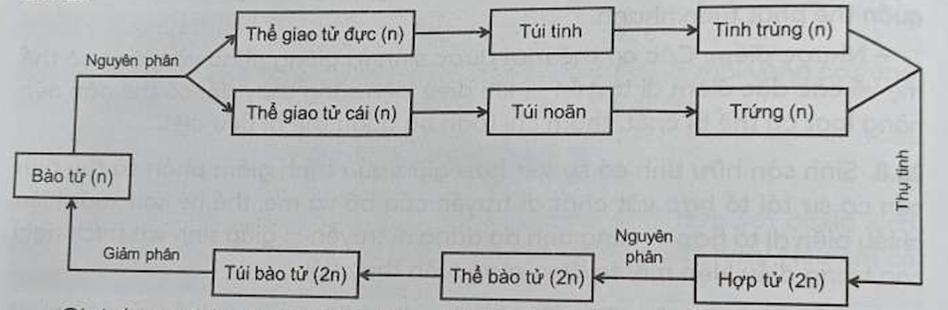 Hãy vẽ sơ đồ mô tả vòng đời của rêu. Trong đó, xác định giai đoạn sinh sản vô  (ảnh 1)