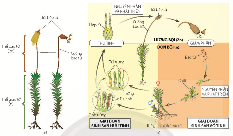 Trong vòng đời của rêu, cơ quan nào sau đây thuộc giai đoạn giao tử thể (ảnh 1)
