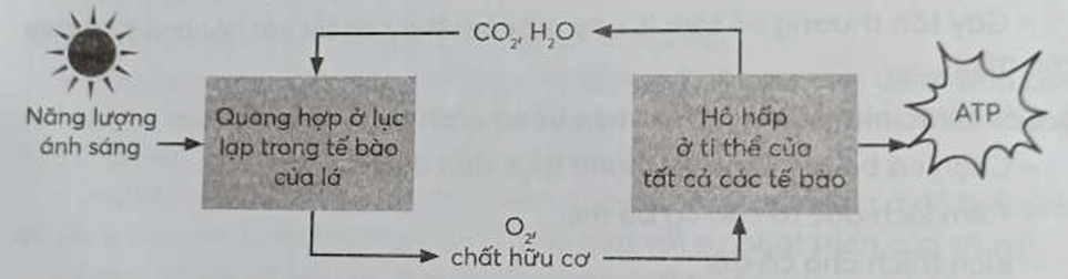 Hãy vẽ sơ đồ thể hiện mối quan hệ giữa quang hợp và hô hấp ở cây (ảnh 1)