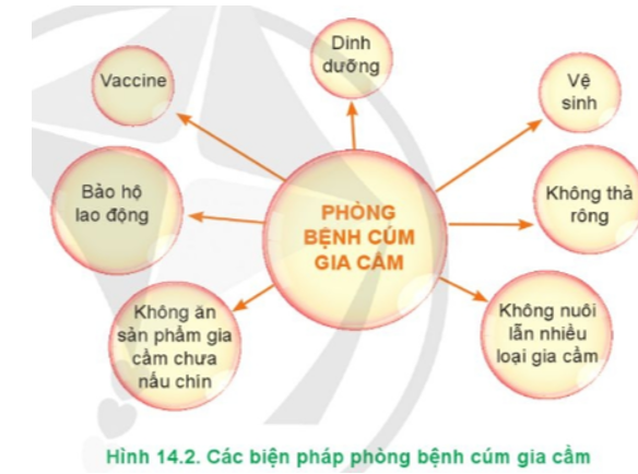 Hãy phân tích ý nghĩa của các biện pháp phòng bệnh cúm gia cầm trong Hình 14.2. (ảnh 1)