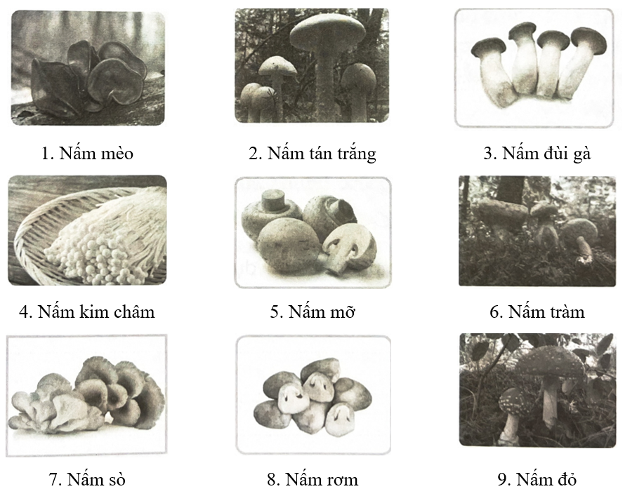 Khoanh vào số thứ tự ghi chú tên nấm dưới hình nấm ăn được và gạch chéo vào hình nấm độc. (ảnh 1)