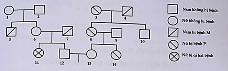 Phả hệ ở hình bên dưới mô tả sự di truyền 2 bệnh ở người: Bệnh P do một trong hai alen của một gen quy định; bệnh M do một trong 2 alen  (ảnh 1)