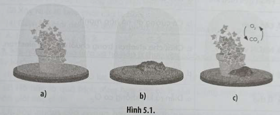 Nếu để trong một thời gian dài, cây ở Hình a sẽ như thế nào Giải thích (ảnh 1)