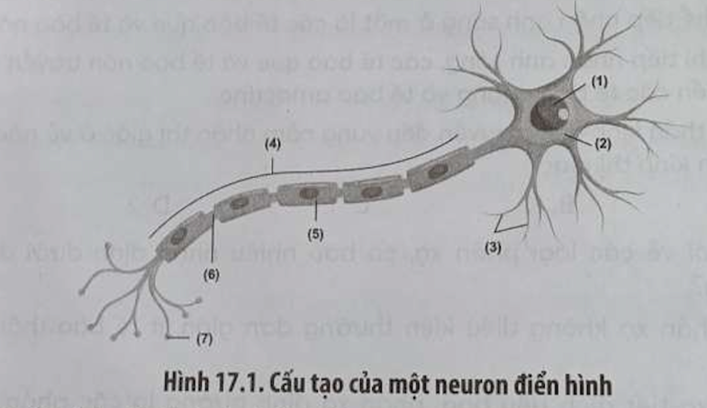 Hình 17.1 mô tả cấu tạo của một neuron Hãy cho biết neuron có chức năng gì (ảnh 1)
