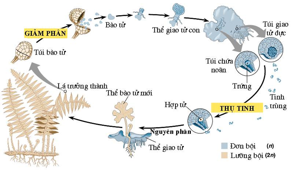 Trong vòng đời của dương xỉ, cơ quan nào sau đây thuộc giai đoạn giao tử thể  (ảnh 1)