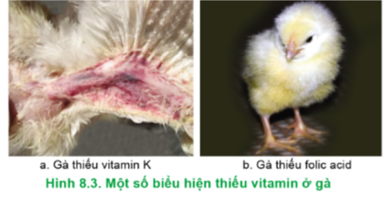Hãy nêu các biểu hiện bệnh của gà khi thiếu vitamin trong Hình 8.3. Phòng các bệnh này cho gà bằng cách nào? (ảnh 1)