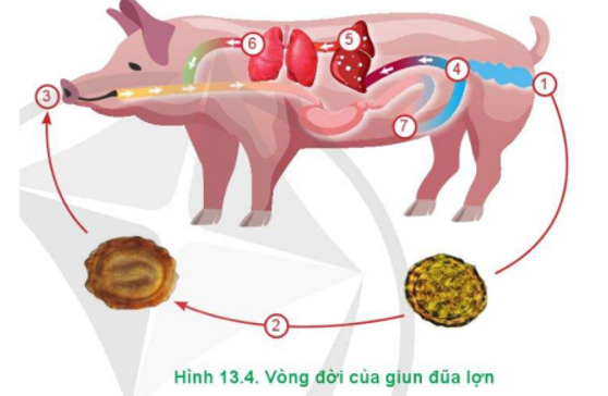 Quan sát Hình 13.4 và mô tả vòng đời của giun đũa lợn. (ảnh 1)