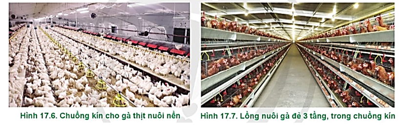 Hãy mô tả và phân biệt kiểu chuồng nuôi gà ở Hình 17.6 và Hình 17.7. (ảnh 1)