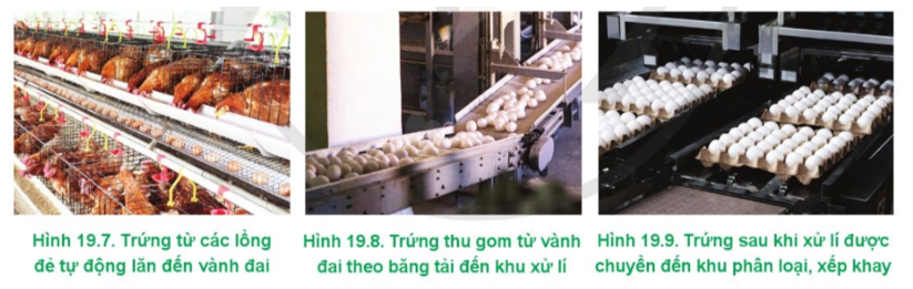Mô tả hệ thống thu trứng tự động tại các trang trại gà đẻ công nghệ cao trong Hình 19.7 – 19.9. (ảnh 1)