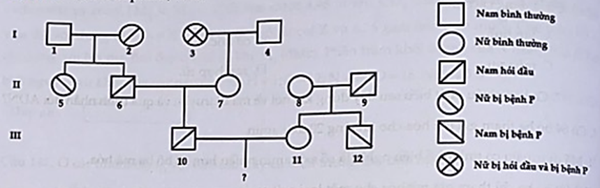 Biết rằng hai cặp gen quy định hai tính trạng nói trên không cùng nằm trong một nhóm gen liên kết. Bệnh hói đầu do alen trội H nằm trên NST thường quy định (ảnh 1)