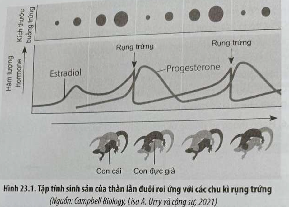 Quá trình sinh sản của thằn lằn đuôi roi được điều hoà bởi những yếu tố nào (ảnh 1)