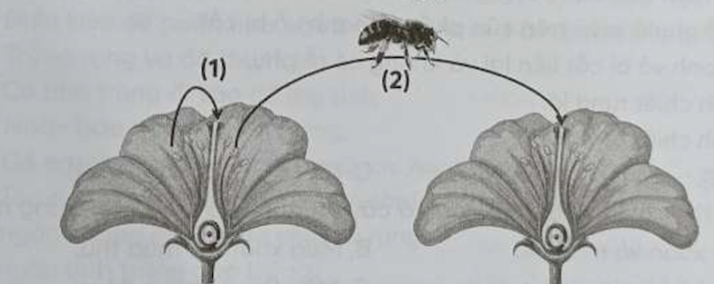 Hình thức thụ phấn nào được con người sử dụng nhằm nâng cao hiệu quả sinh sản  (ảnh 1)