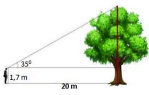 Tính chiều cao của cây trong hình vẽ bên Làm tròn đến chữ số thập phân thứ nhất (ảnh 1)