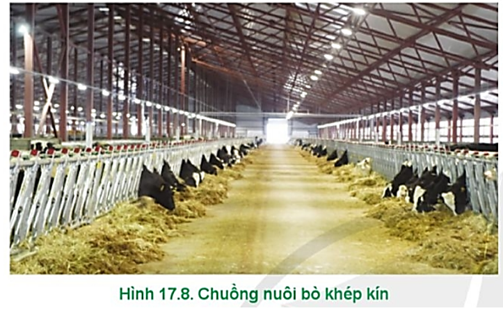 Hãy mô tả các yêu cầu của chuồng nuôi bò ở Hình 17.8. (ảnh 1)