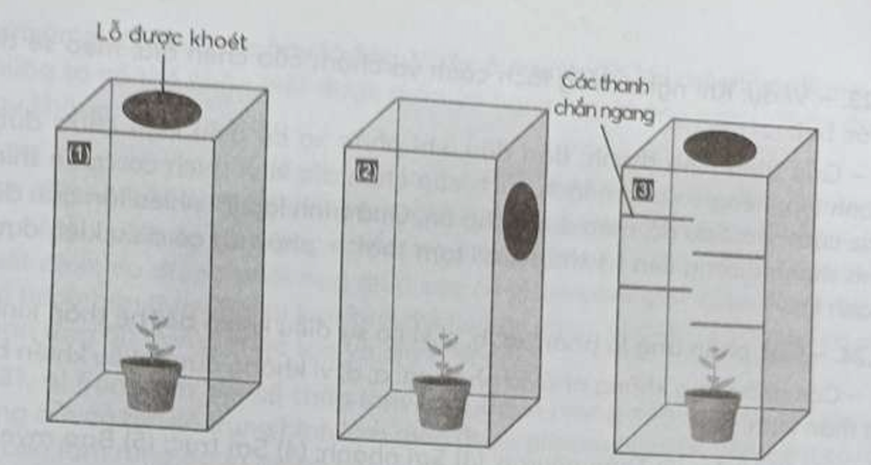 Hãy thiết kế ba công thức thí nghiệm để chứng minh tính hướng sáng ở thực vật (ảnh 1)